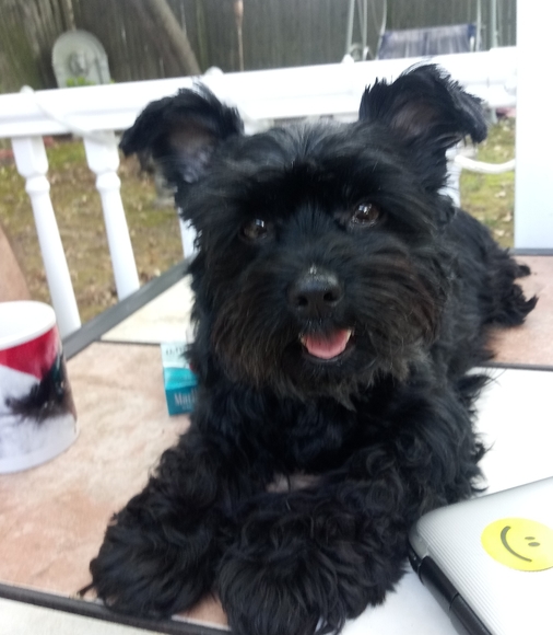 Meet your Posher, Pat - Picture 5 of 5